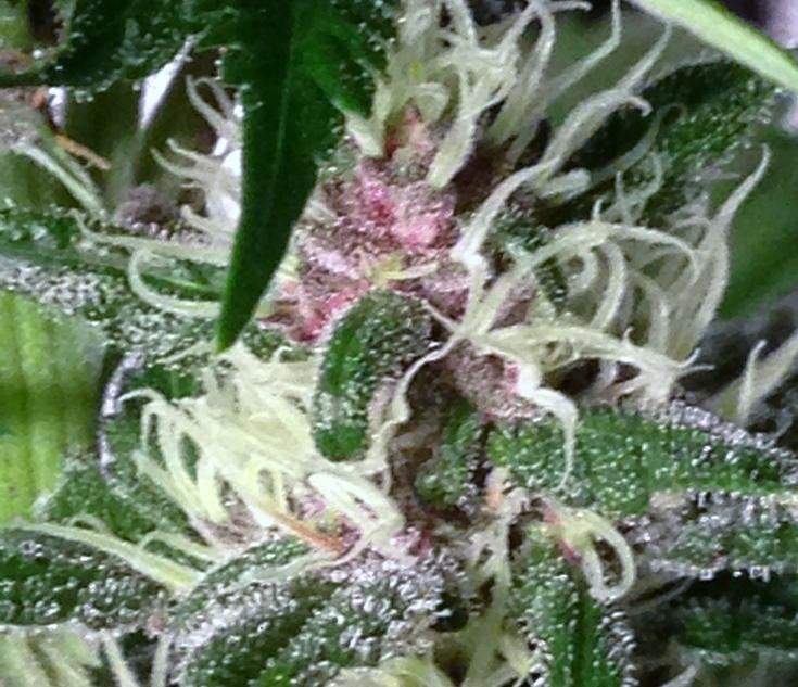 Pinky2