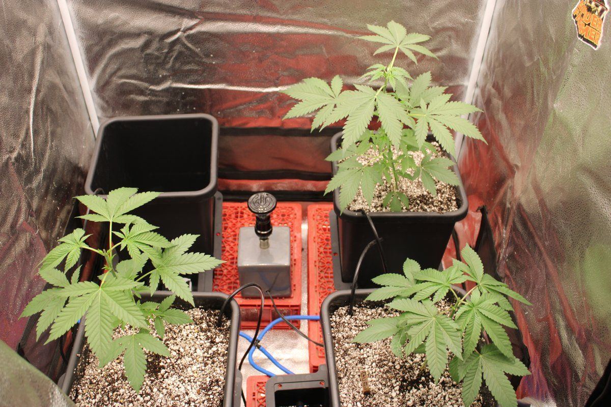 Pipecarver  spiderfarmers new g3000 over auto pots in a 3x3 7