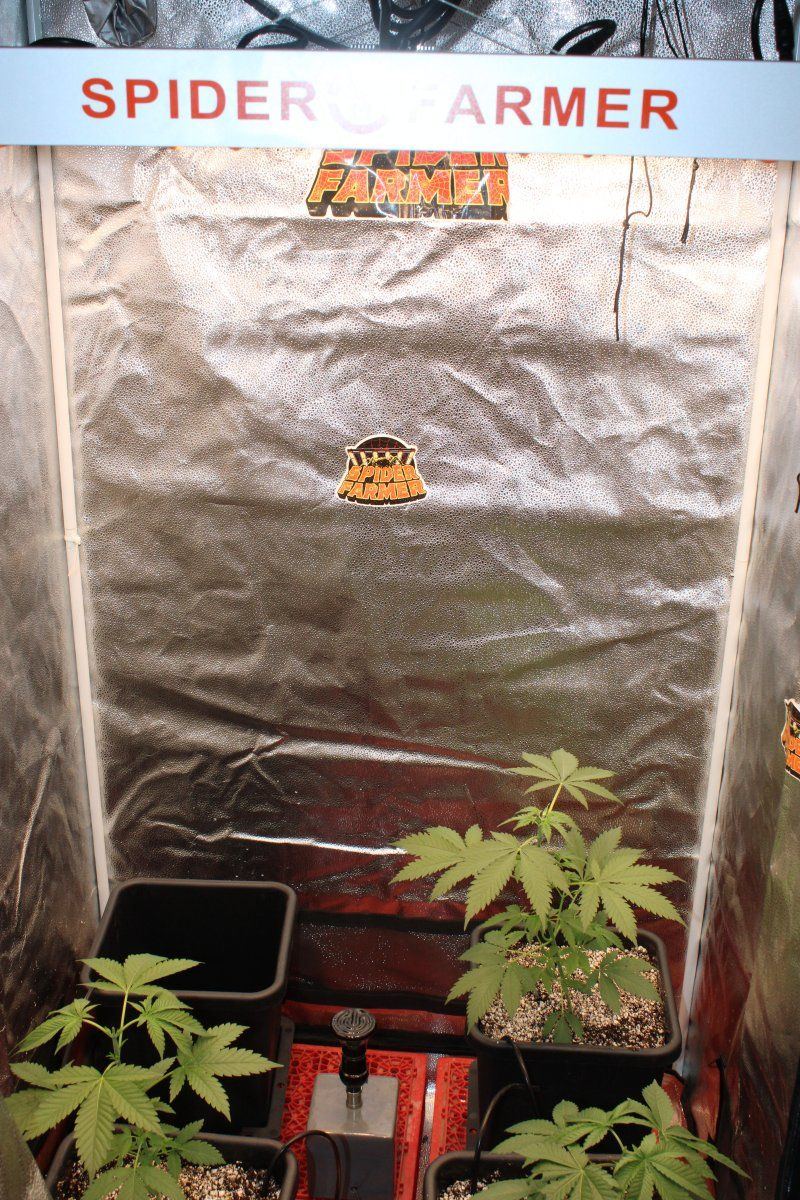 Pipecarver  spiderfarmers new g3000 over auto pots in a 3x3 8