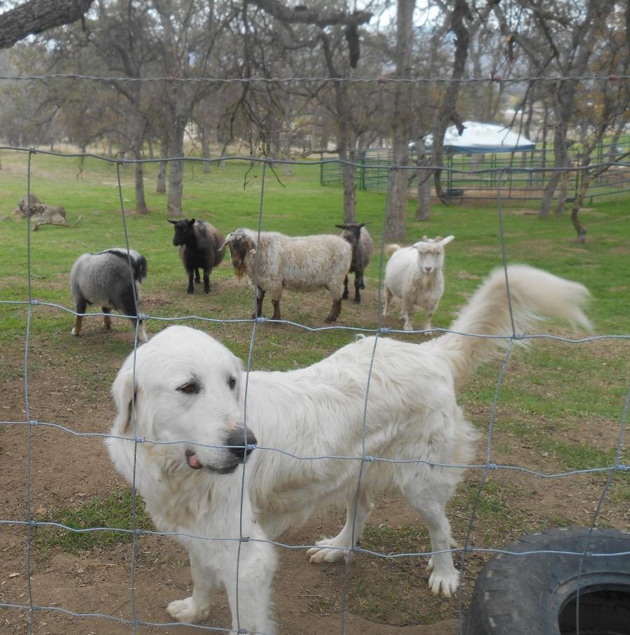Pippingoats1130
