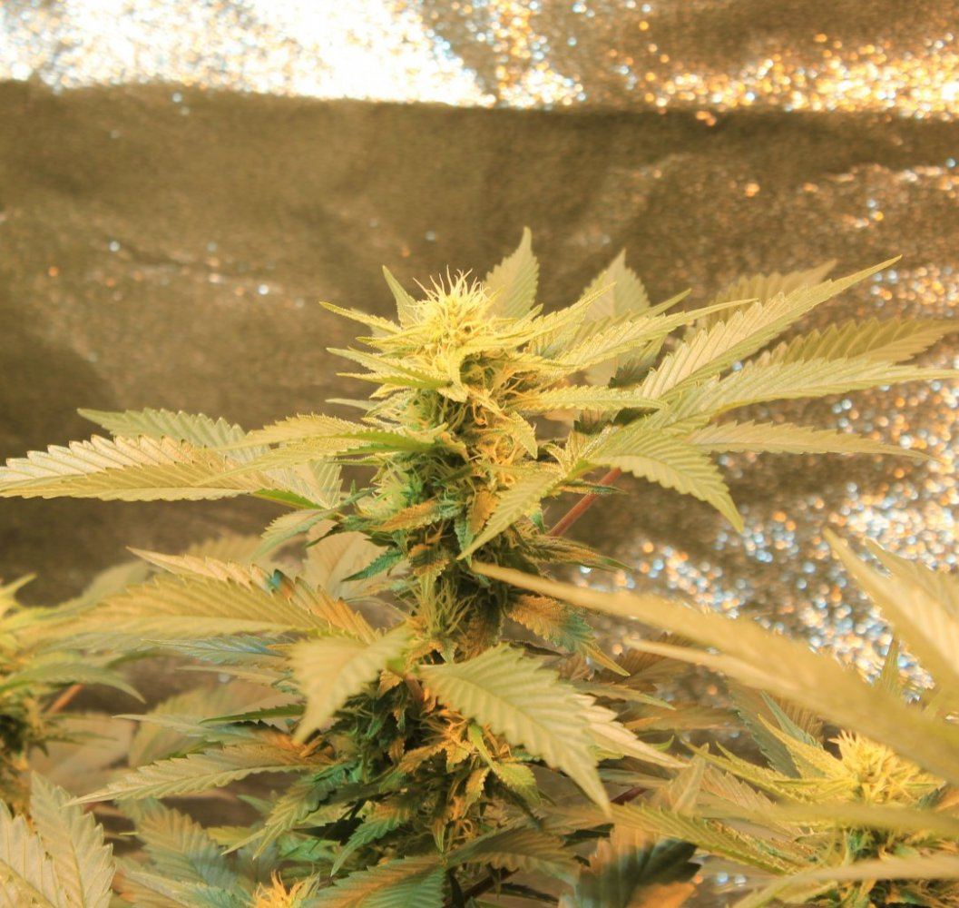 Pisces candy queen 9