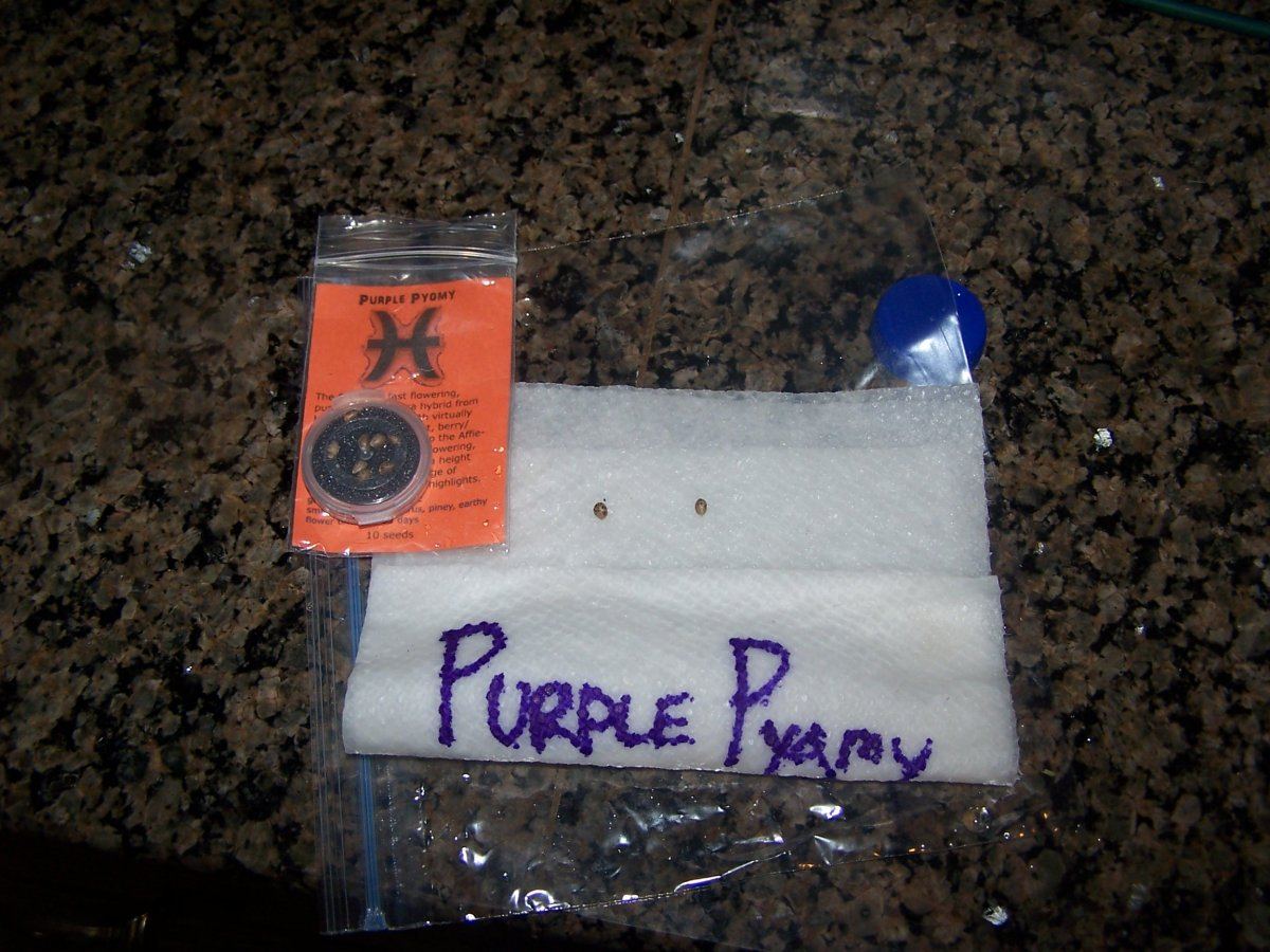 Pisces   purple pygmy 2