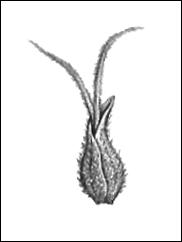 Pistil