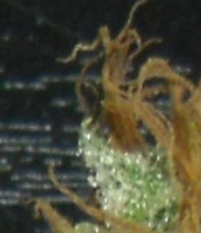 Pistillated 2