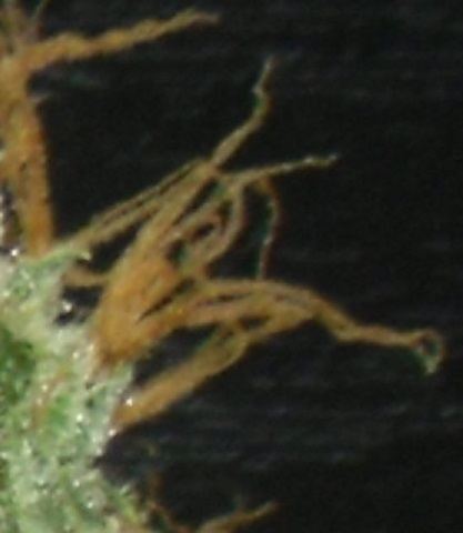 Pistillated