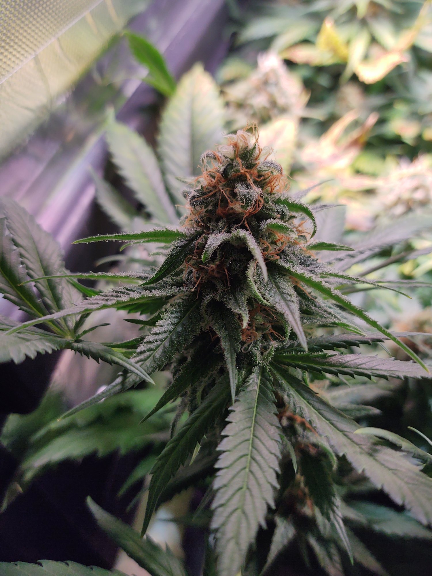 Pistils are red but trichomes not clear solved 3
