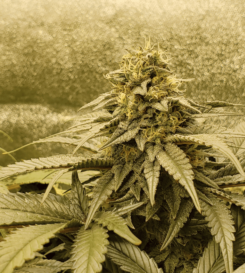 Pistils At Dawn