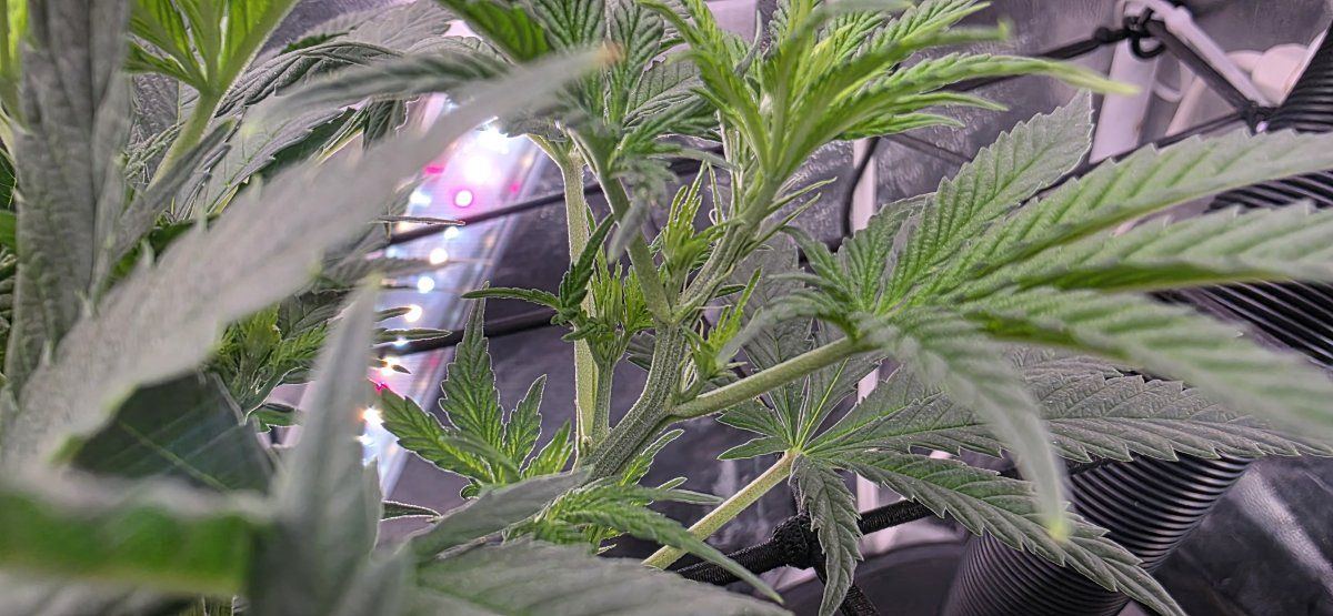 Pistils close up 1