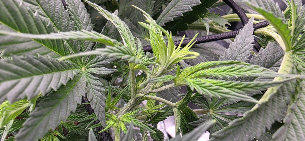 Pistils close up 2
