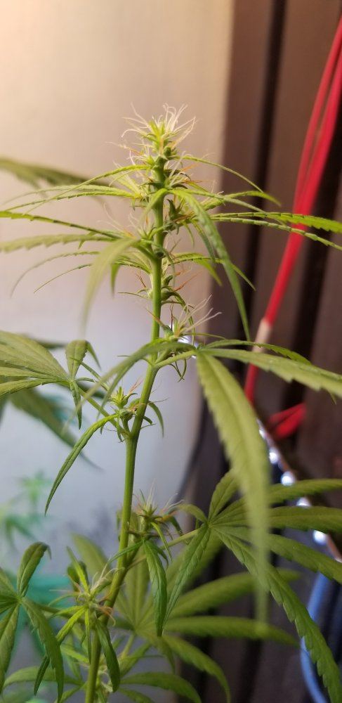 Pistils turning brown to early 4