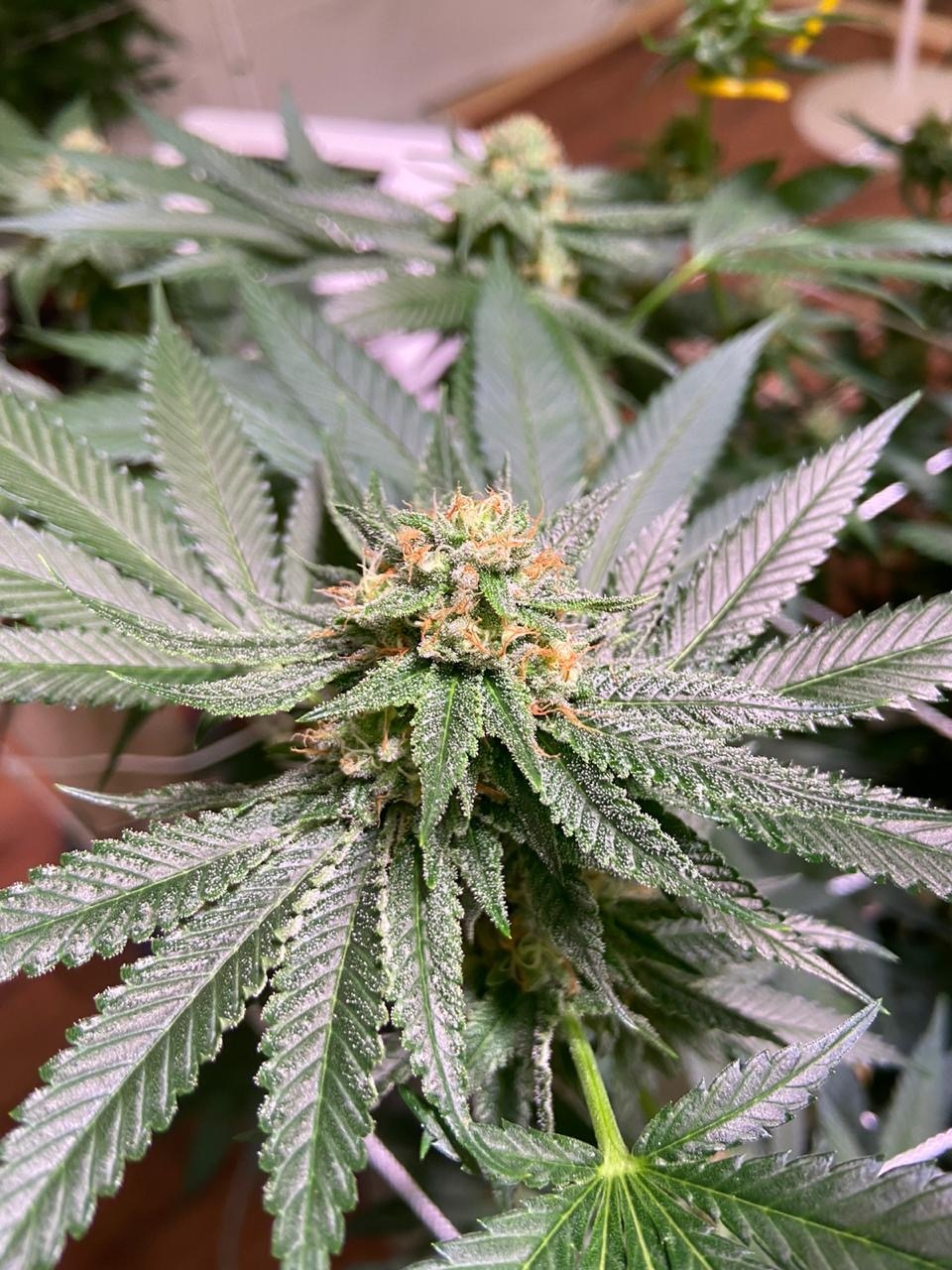 Pistils turning red to early week 4 2