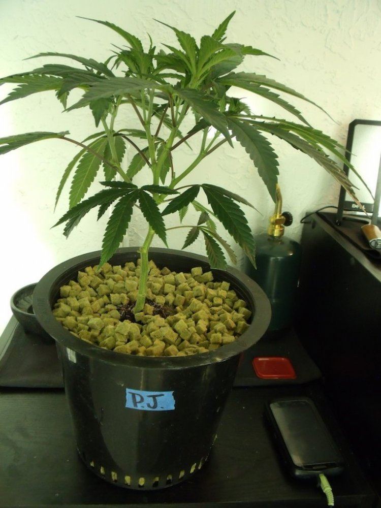 Pj1