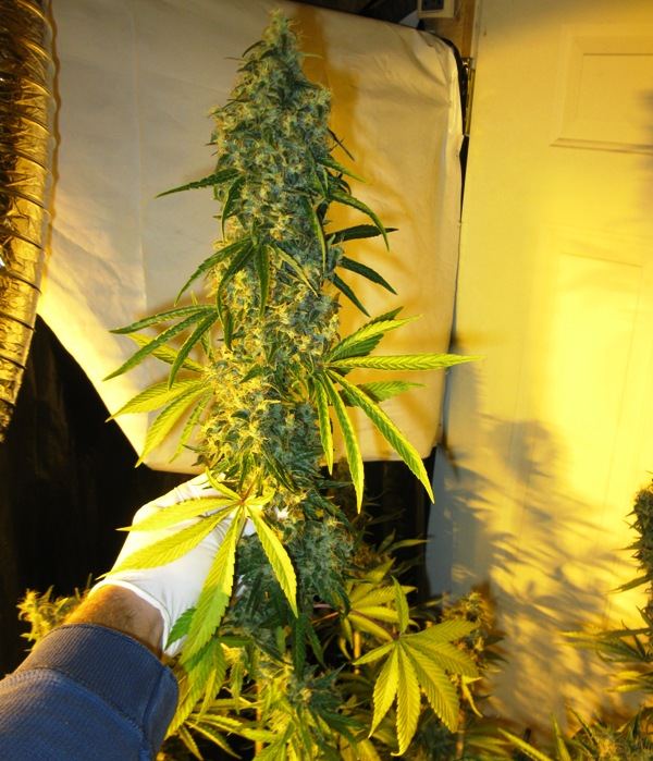 Pk chop 007
