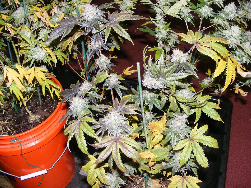 PK plant shot