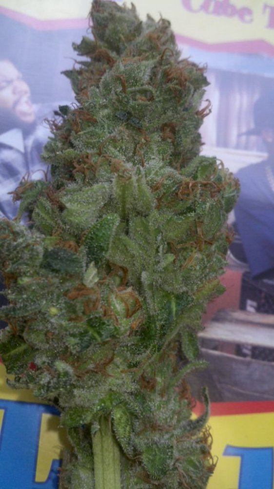 Pk uz