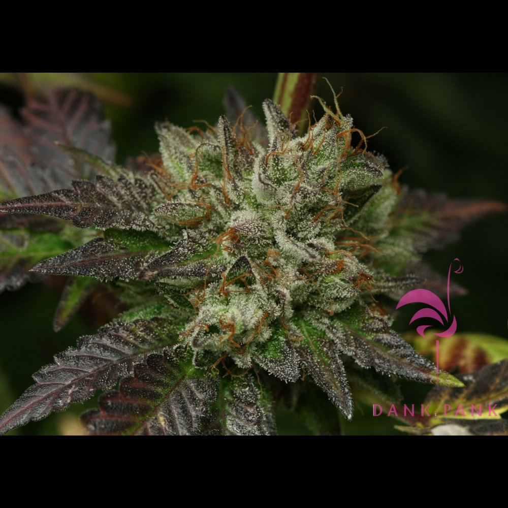 PKnug