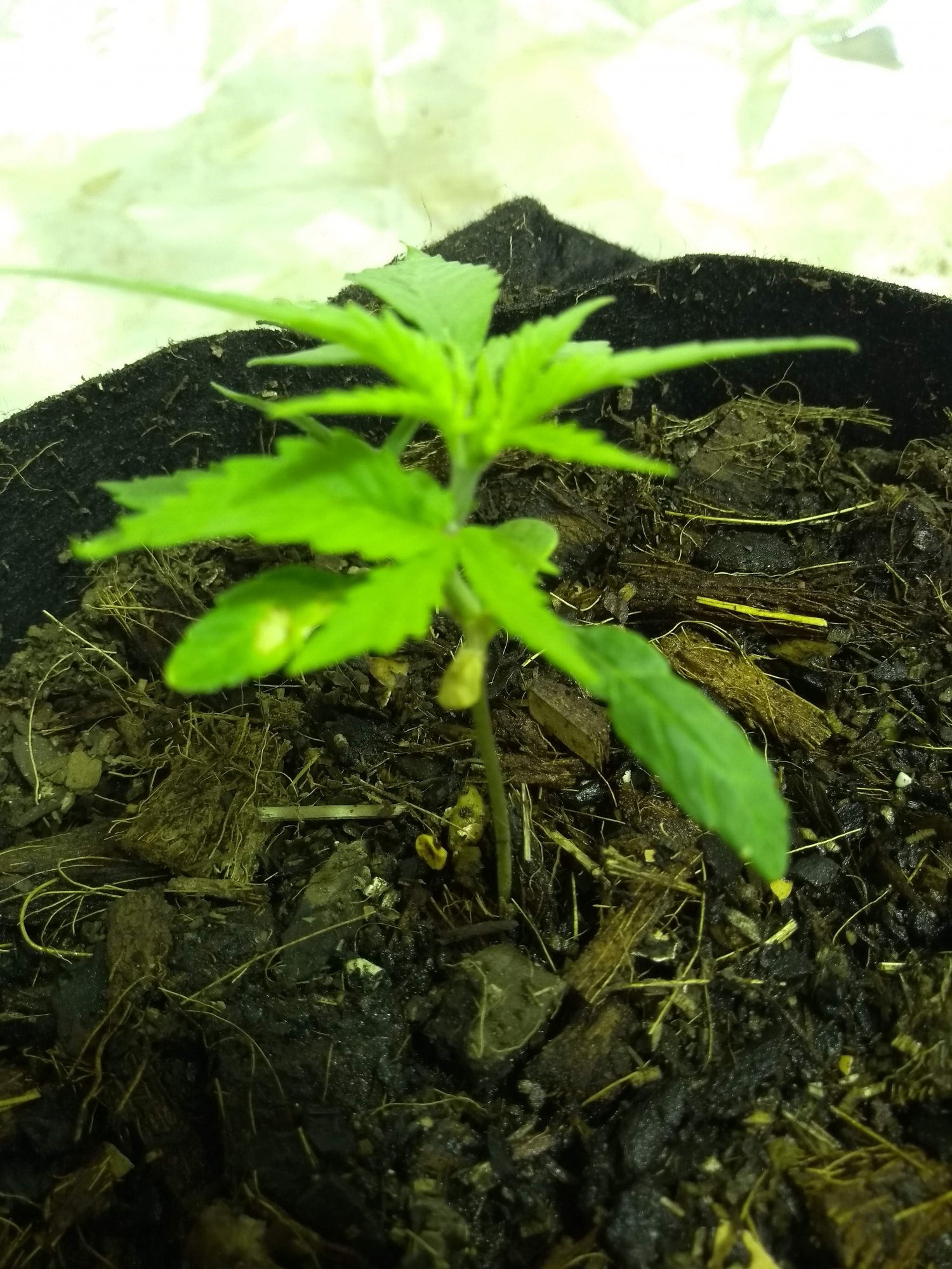 Plant 1   1