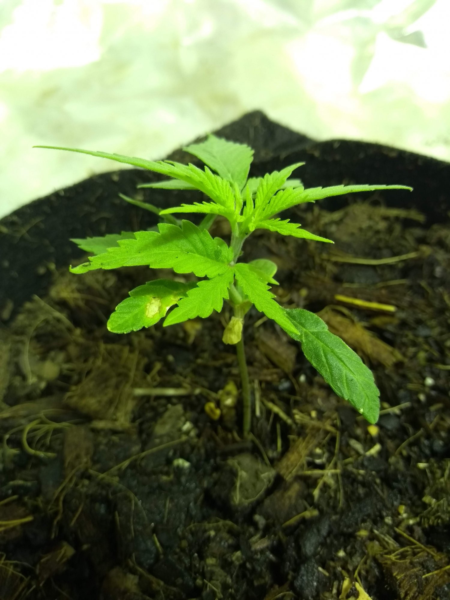 Plant 1   2