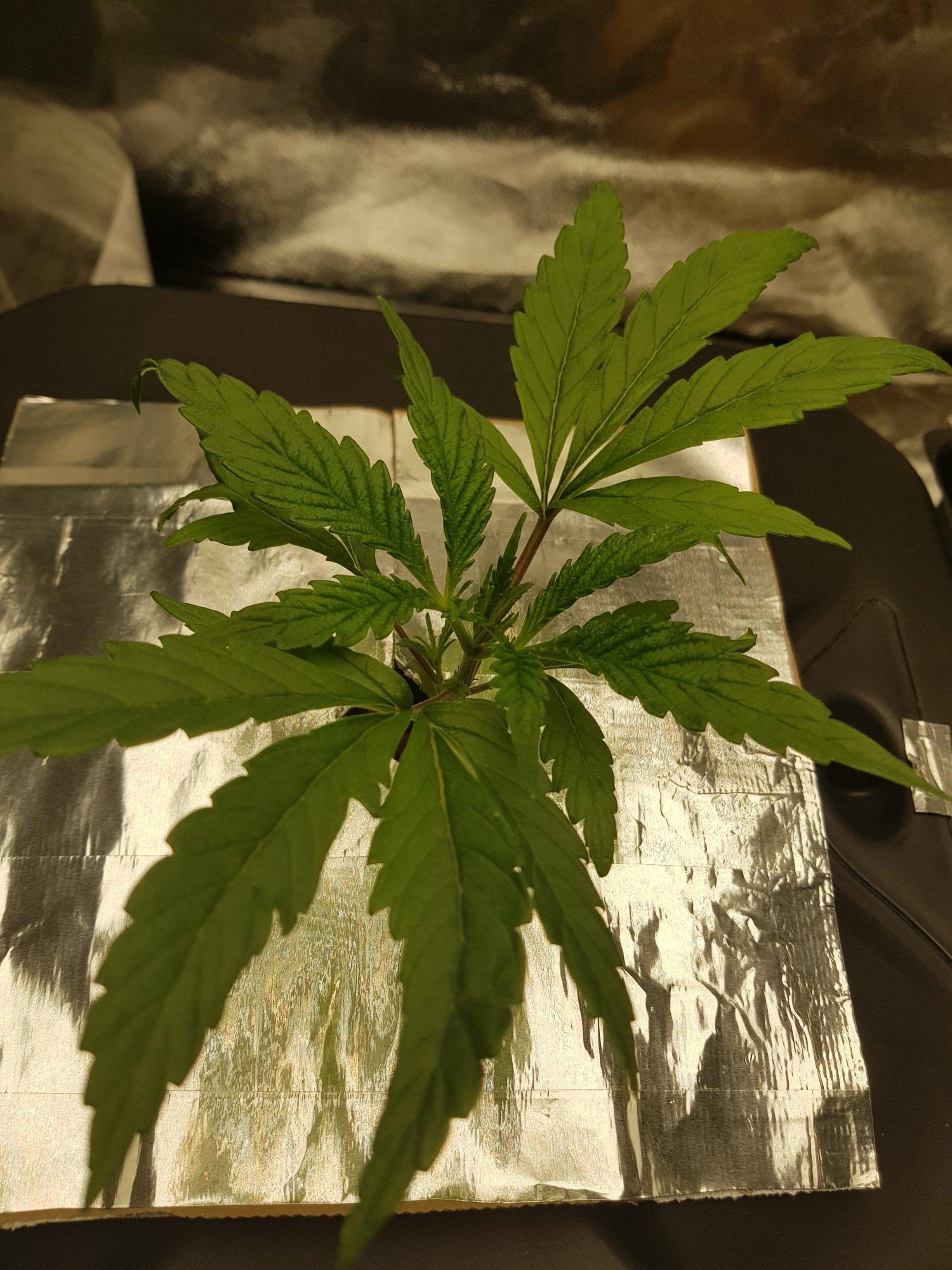 Plant 1