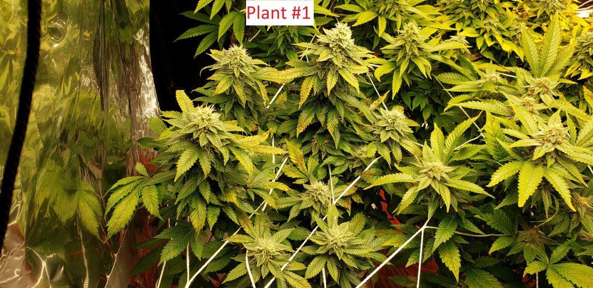 Plant1