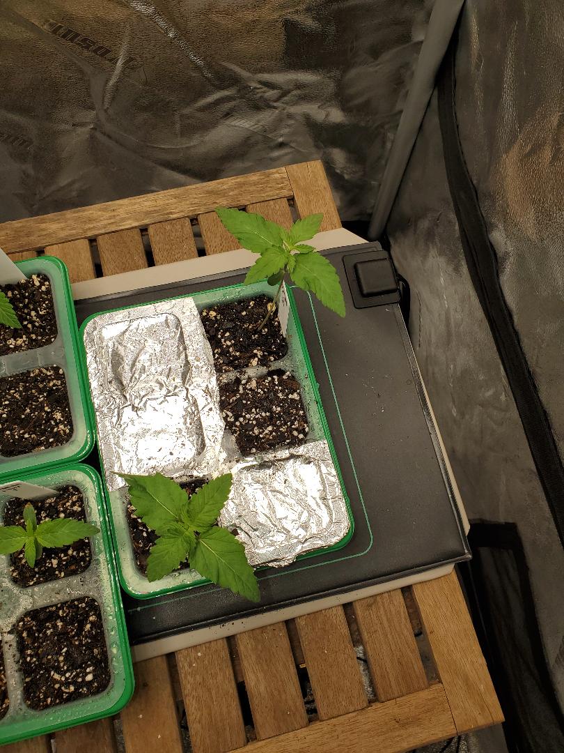 Plant 1