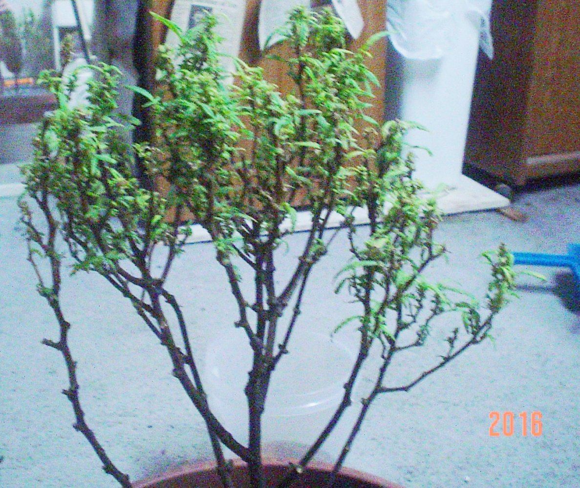 PLANT 1
