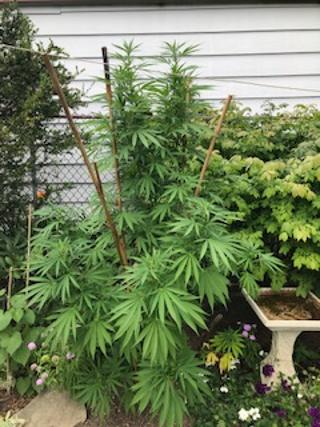 Plant 1