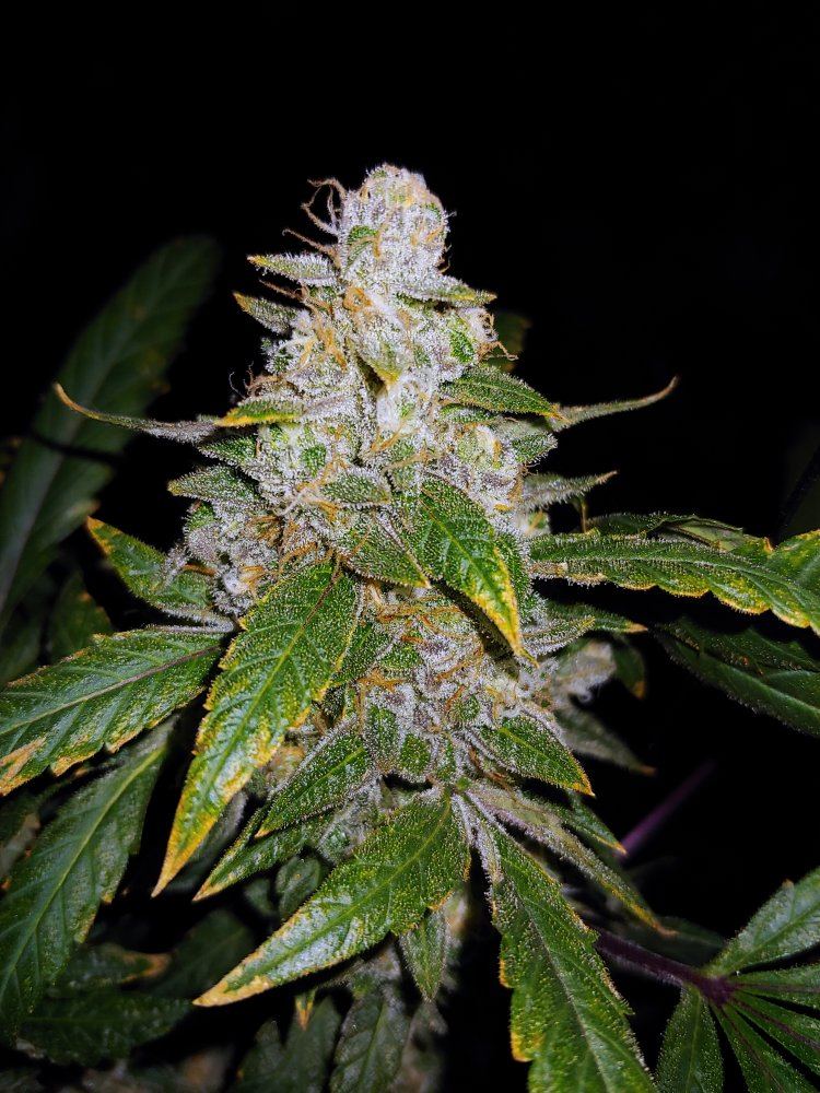 Plant 1