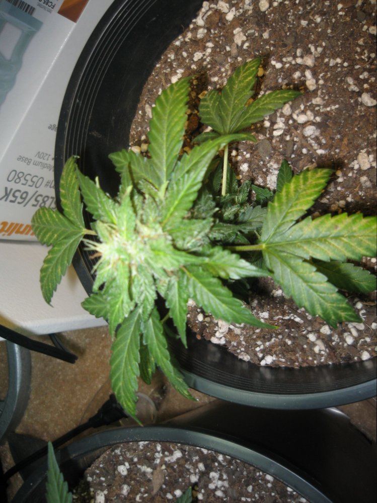 Plant 1