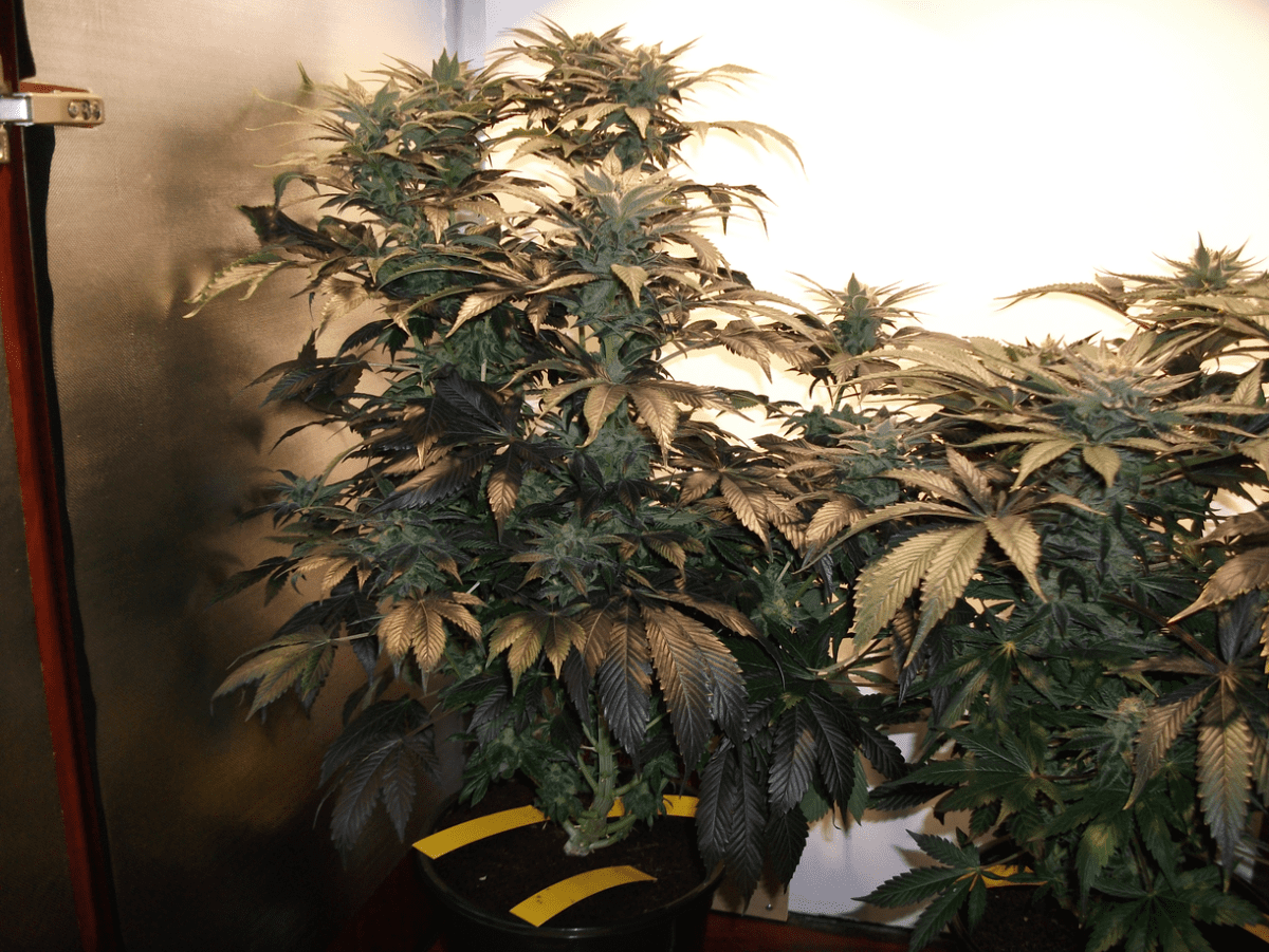 Plant 1