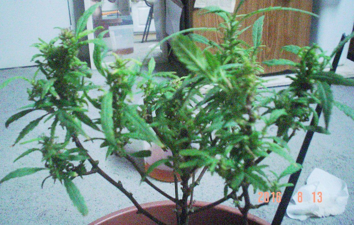 PLANT 2 2