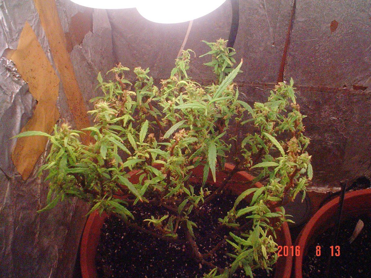 PLANT 2 3