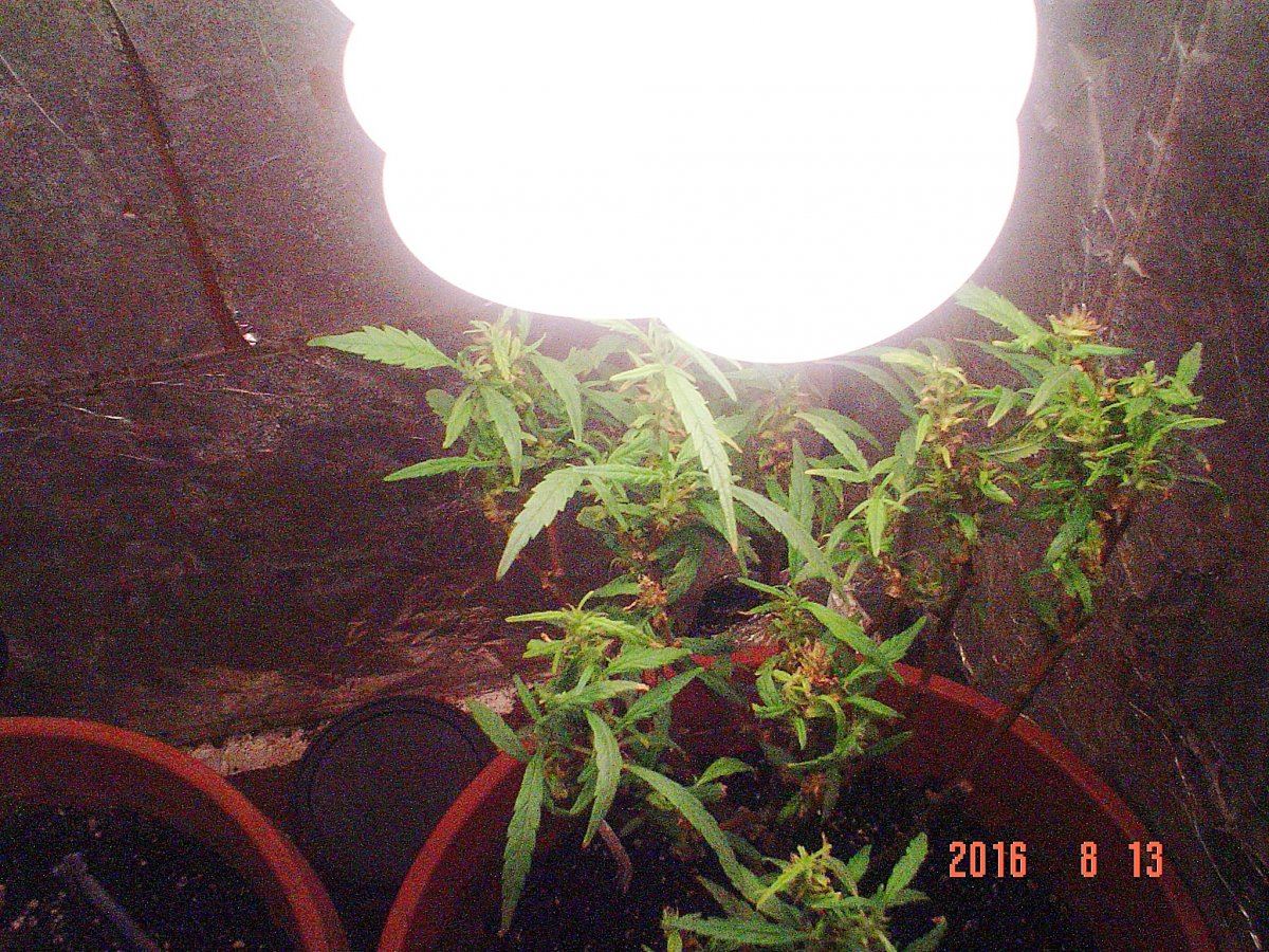 PLANT 2 4