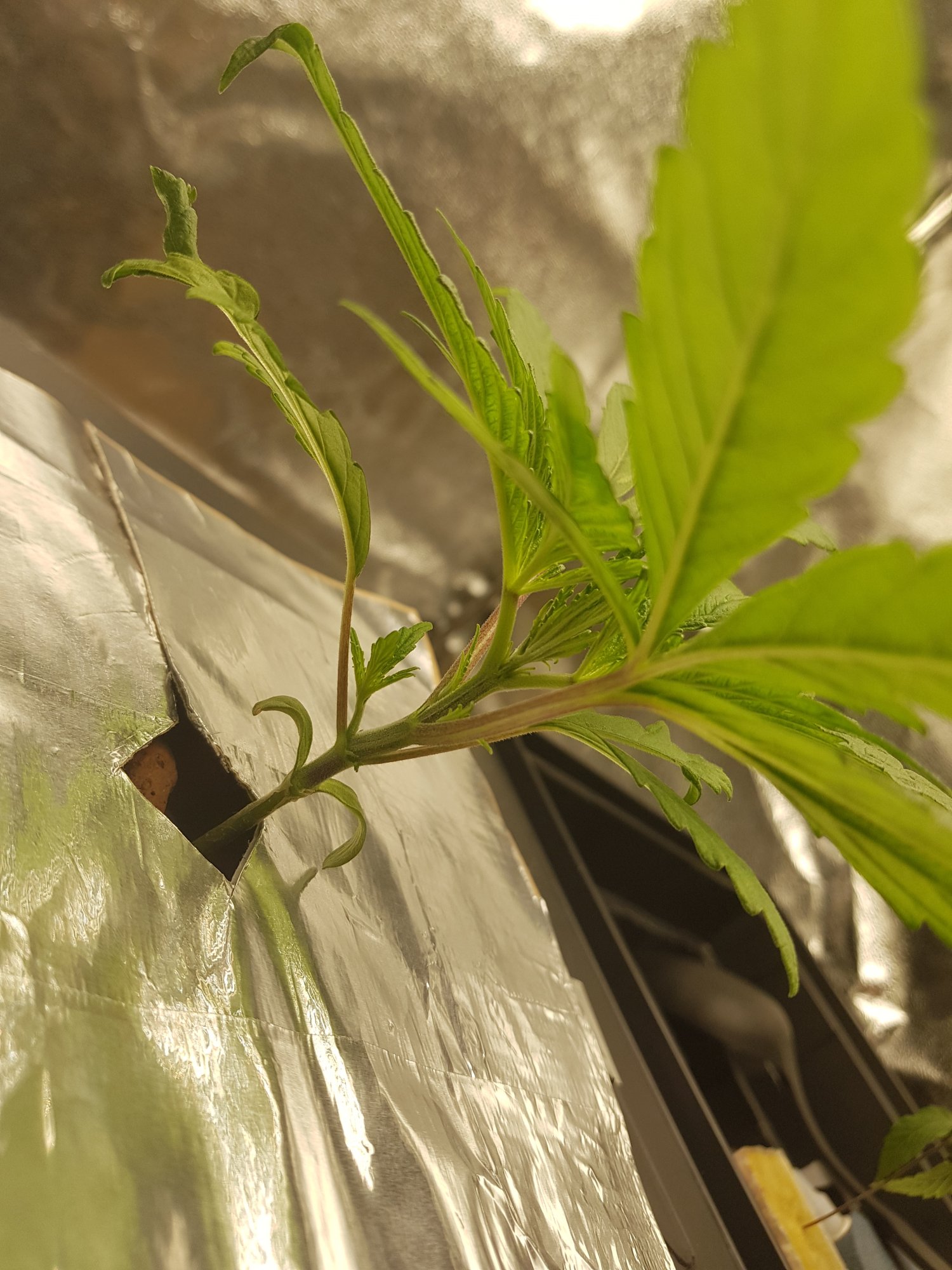 Plant 2
