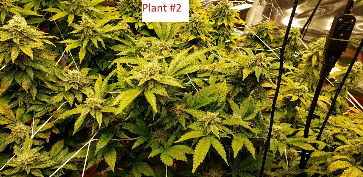 Plant2