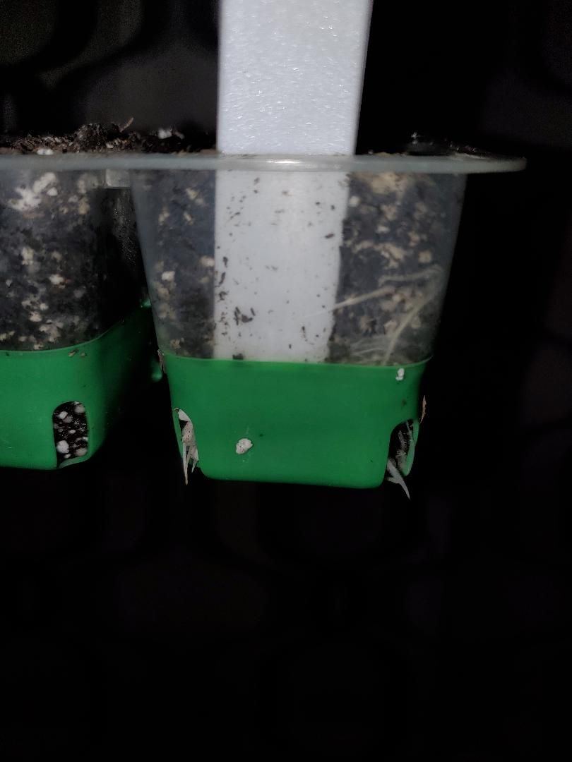 Plant 2