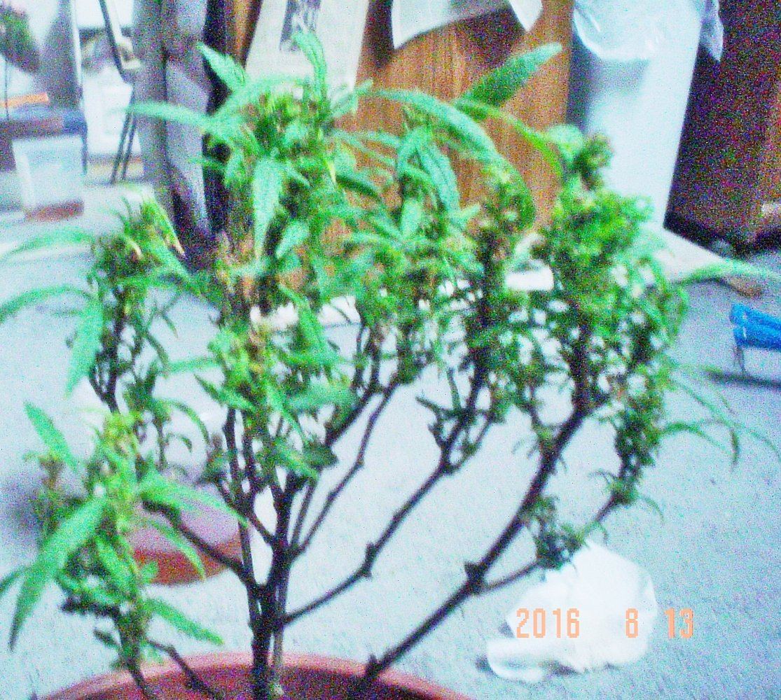 PLANT 2