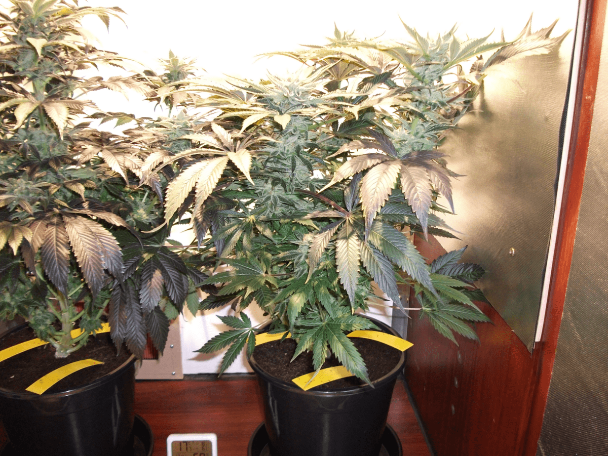 Plant 2