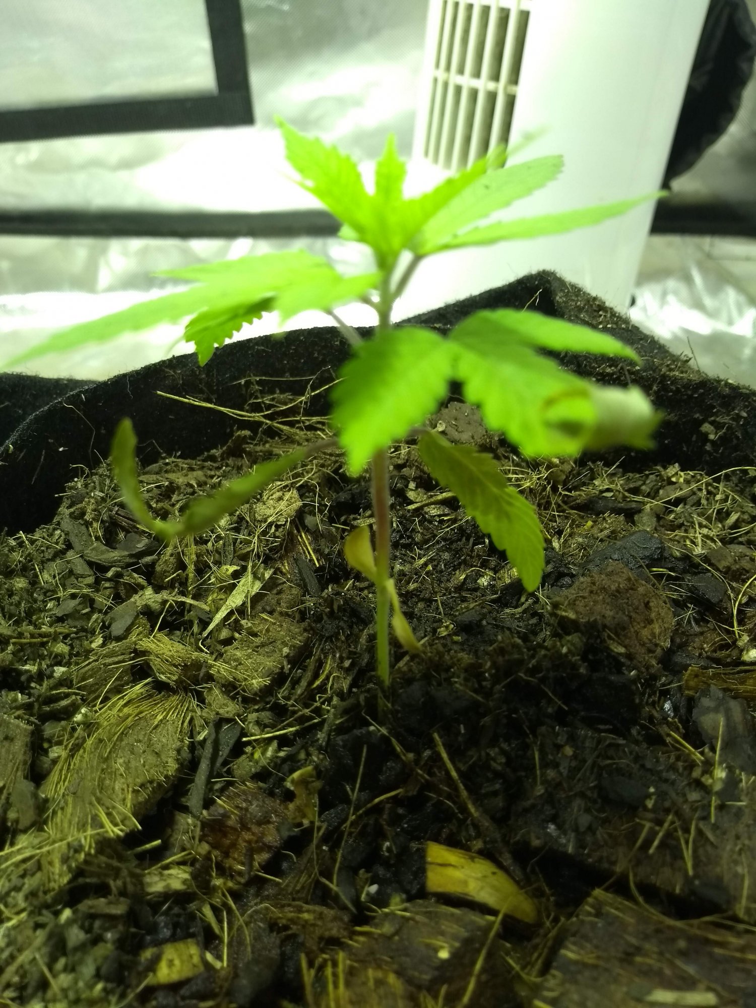 Plant 3   1
