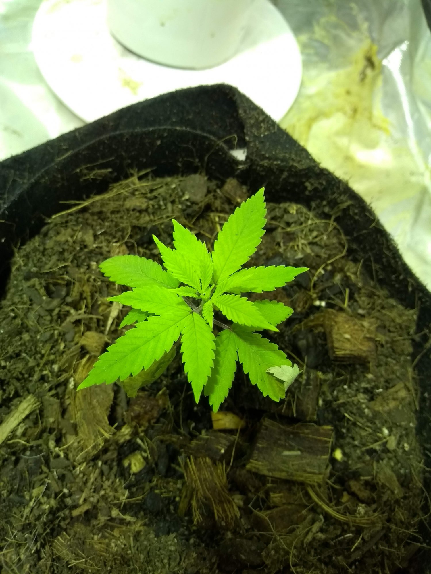 Plant 3   2