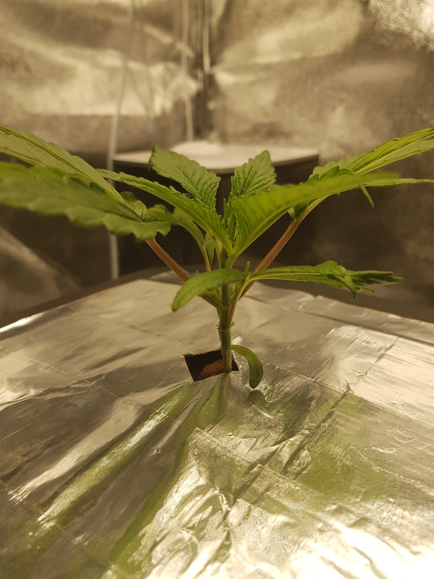 Plant 3