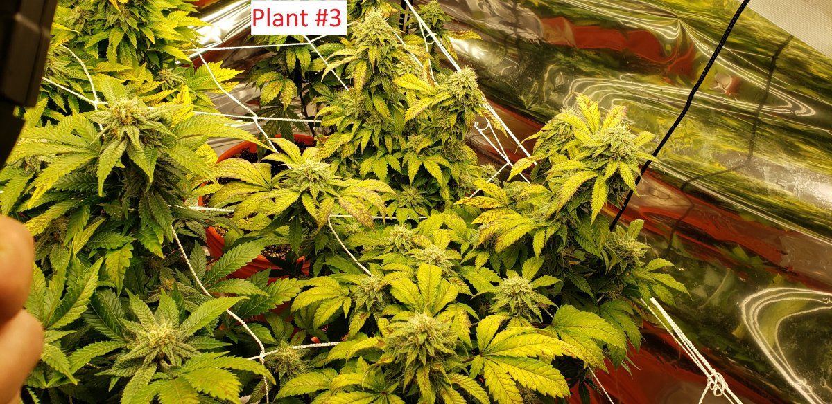 Plant3