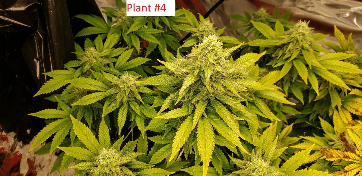 Plant4