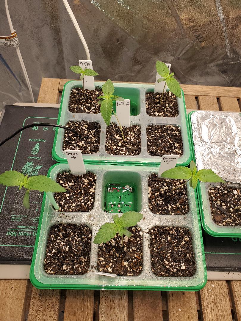 Plant 4