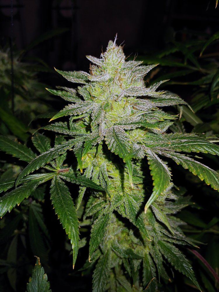 Plant 4