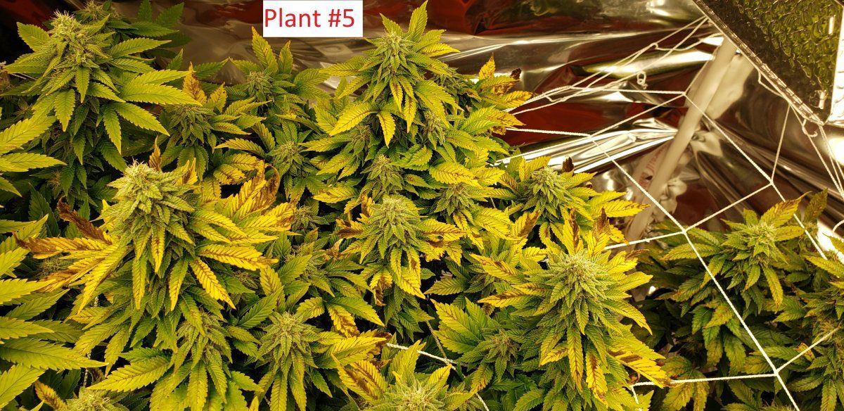 Plant5