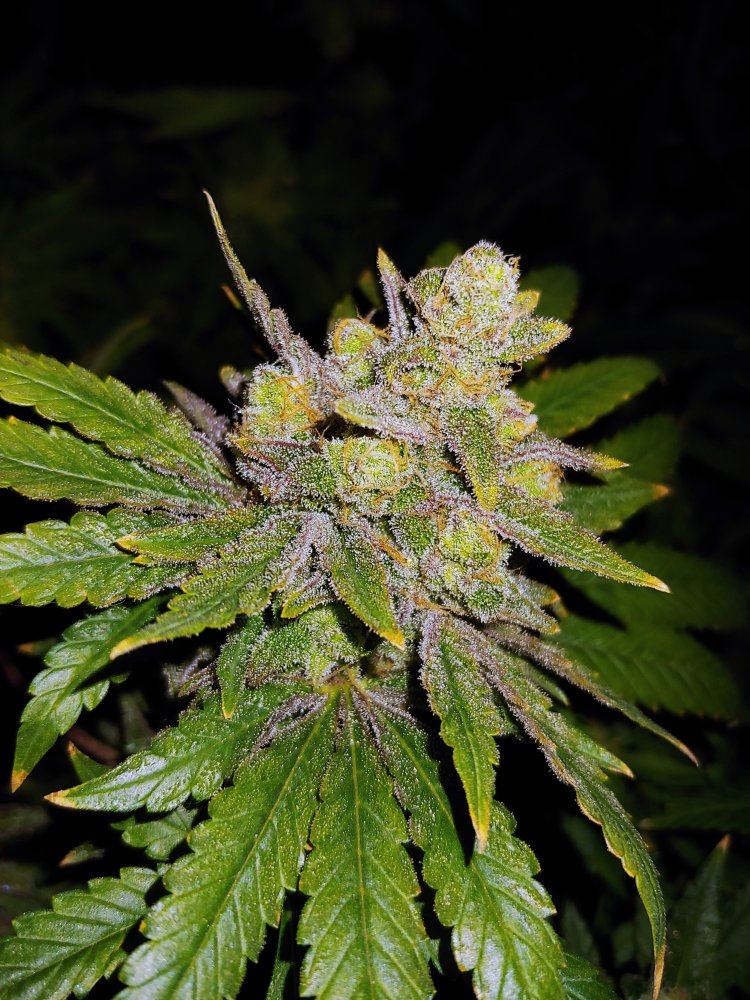 Plant 5