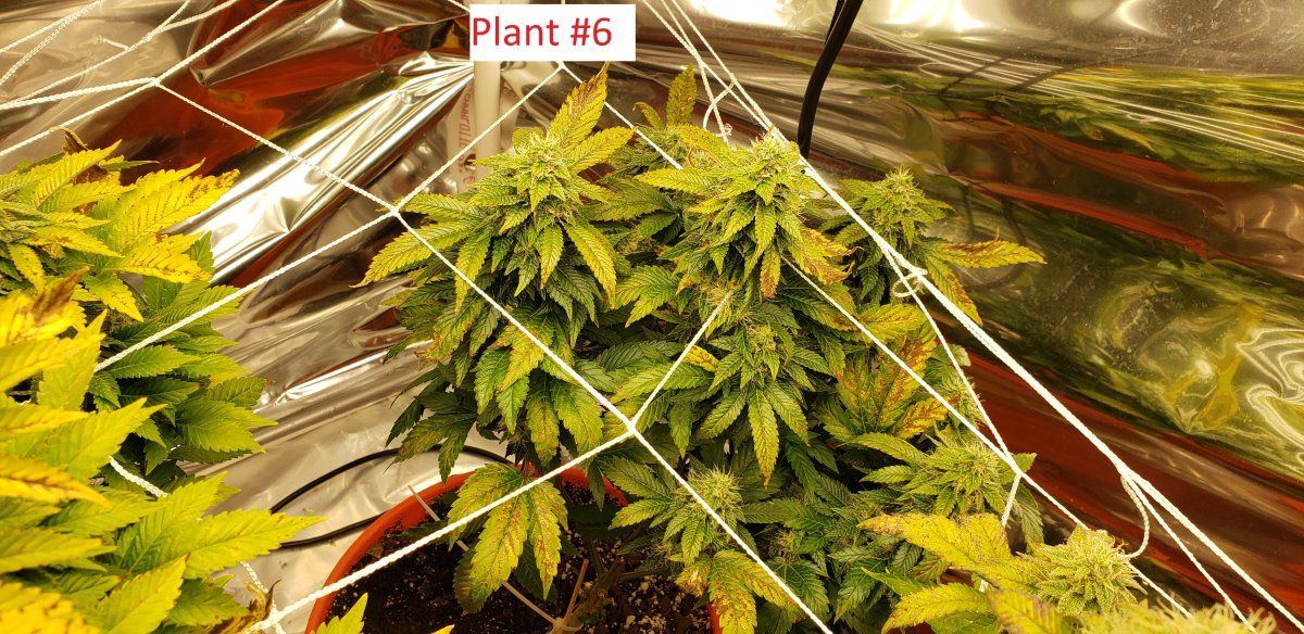 Plant6
