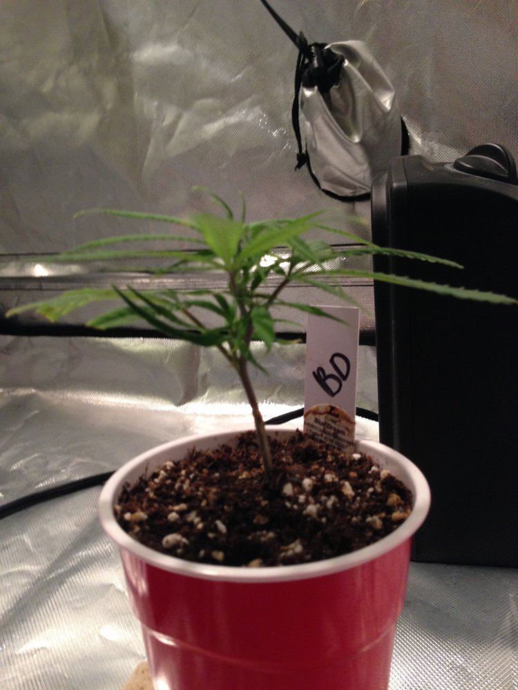 Plant day 1