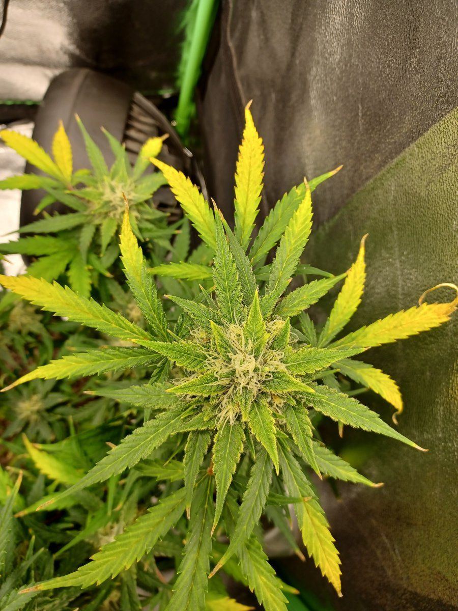 Plant deficiency help and recomendations please